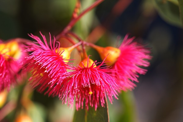 Eucalyptus Pink Living Bells by Joy Watson